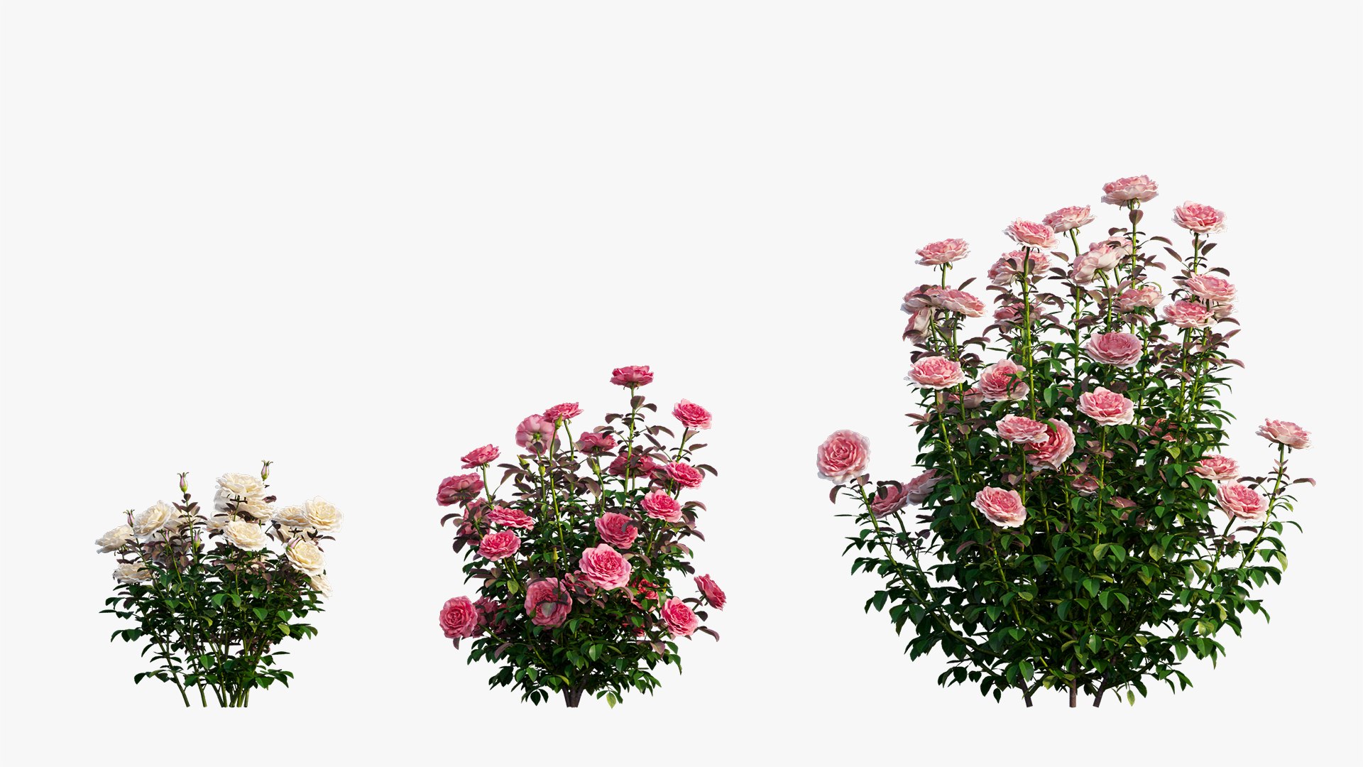 3D model rose plant set 21 https://p.turbosquid.com/ts-thumb/wH/tPO5Pe/xXm3QAvf/12/jpg/1603599616/1920x1080/fit_q87/af149579d037a97d88598e24c7bc523cdc7e290c/12.jpg
