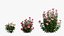 Conjunto de plantas de rosas 21