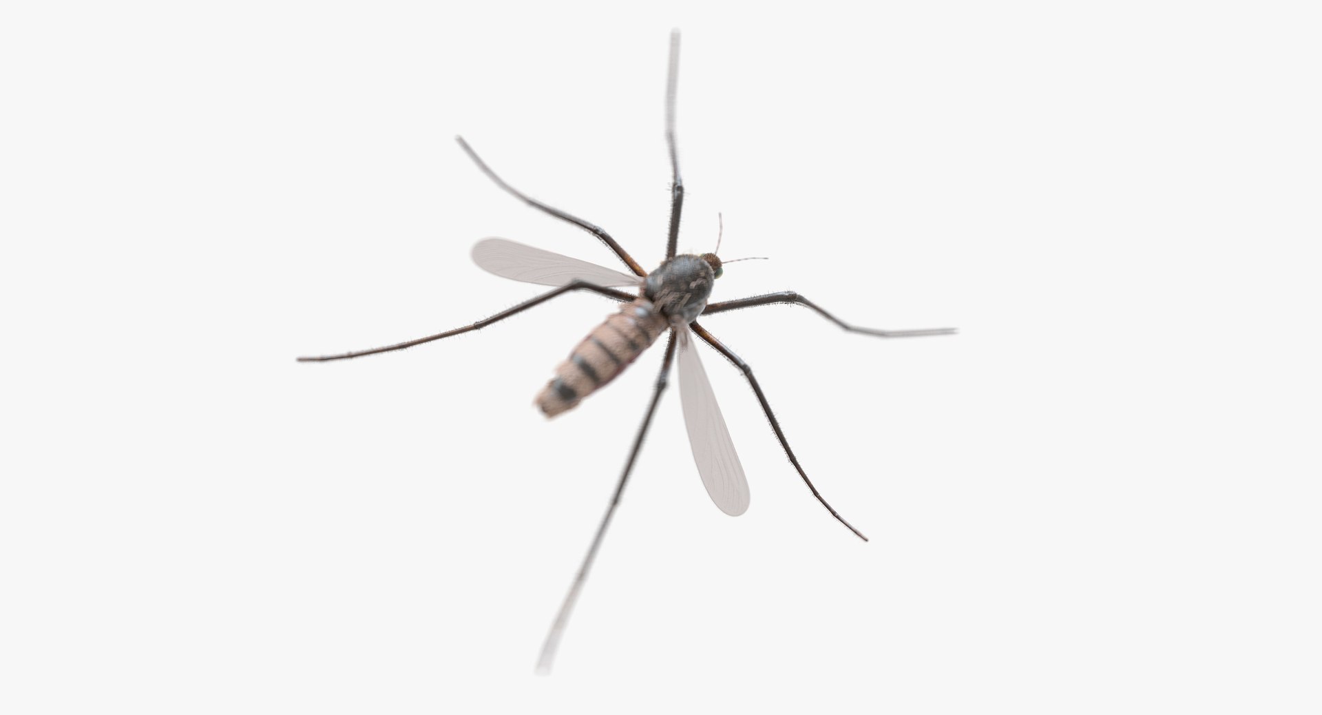 3D Model Mosquito Animation - TurboSquid 1387278