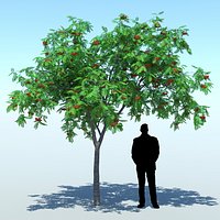 Sorbus aucuparia (Rowan tree 001)