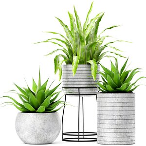 asplenium agave 3D model