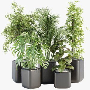 indoor plants collection vol 181