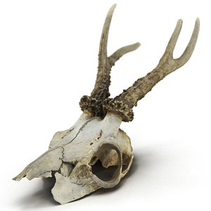 Deer Skull