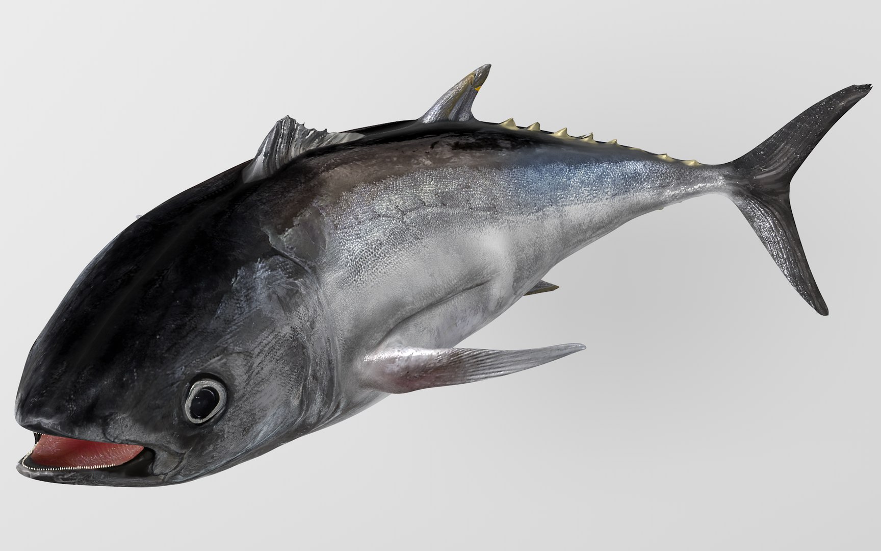 3D TUNA FISH Rigged L1540 https://p.turbosquid.com/ts-thumb/wI/O6XtWa/PV/24_i21_0029/png/1636839575/1920x1080/fit_q87/21ad2ae76da225600e0c7f61ad3666ba076b809b/24_i21_0029.jpg