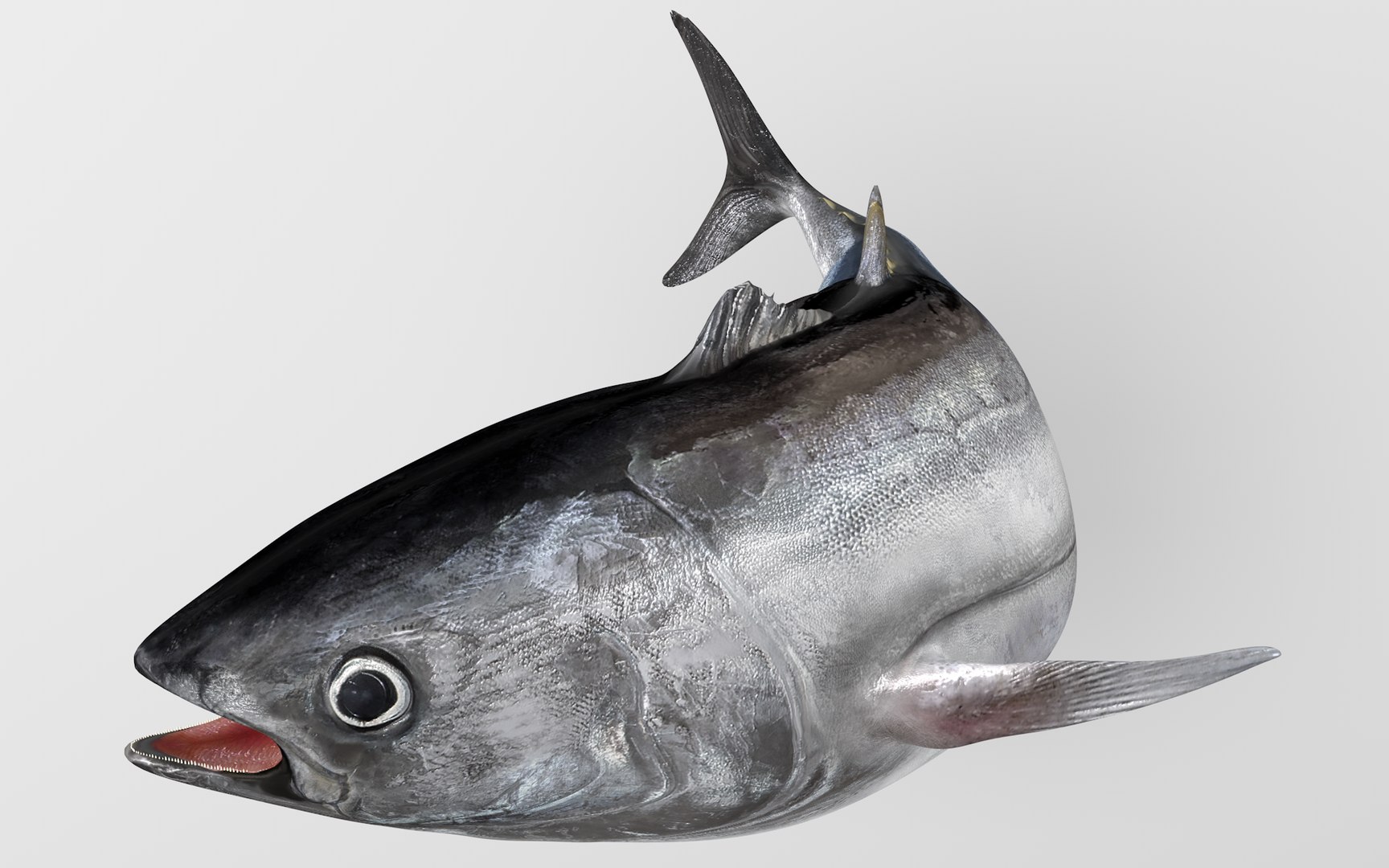 3D TUNA FISH Rigged L1540 https://p.turbosquid.com/ts-thumb/wI/O6XtWa/Ts/13_i10_0045/png/1636839585/1920x1080/fit_q87/9bfc55c7ded64cecd5cbd1a6dc708933a1c9b055/13_i10_0045.jpg