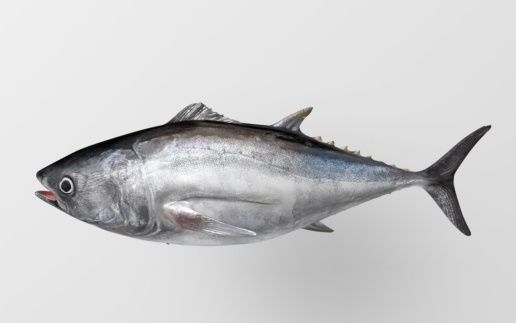3D TUNA FISH Rigged L1540 https://p.turbosquid.com/ts-thumb/wI/O6XtWa/bX/03_0000/png/1636839536/1920x1080/fit_q87/dd9d0cacd626f2adcfb2196290637ae370f81e5b/03_0000.jpg