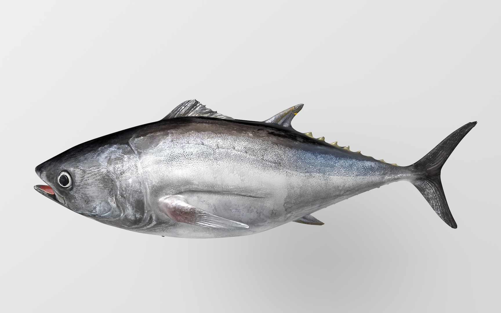 3D TUNA FISH Rigged L1540 https://p.turbosquid.com/ts-thumb/wI/O6XtWa/f9/0000/png/1636842769/1920x1080/turn_fit_q99/49e943fb1985433f34da0300c179bd54da50dea2/0000-1.jpg