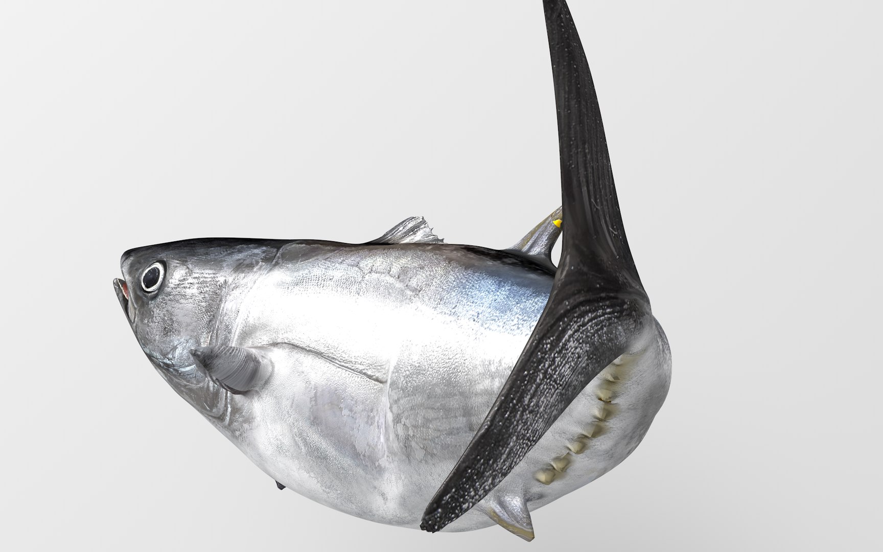 3D TUNA FISH Rigged L1540 https://p.turbosquid.com/ts-thumb/wI/O6XtWa/gV/11_i8_0031/png/1636839555/1920x1080/fit_q87/e2bd9959b0ed278f18509633d3d25bf11e5422df/11_i8_0031.jpg