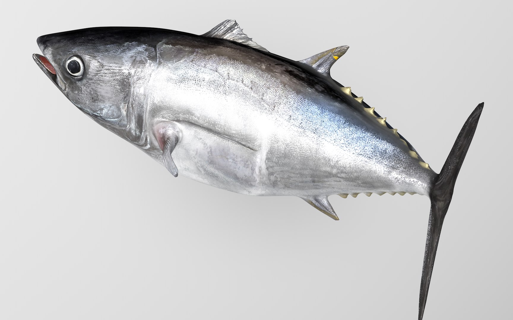 3D TUNA FISH Rigged L1540 https://p.turbosquid.com/ts-thumb/wI/O6XtWa/zM/04_i1_0032/png/1636839569/1920x1080/fit_q87/3aa9f63c4f56b1b958b53df25e21d1cd1a338a13/04_i1_0032.jpg
