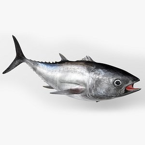 3D TUNA FISH Rigged L1540