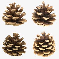 Pine Cone Set 2