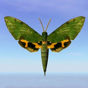 moth euchloton 3ds