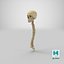 real human spine bones 3D