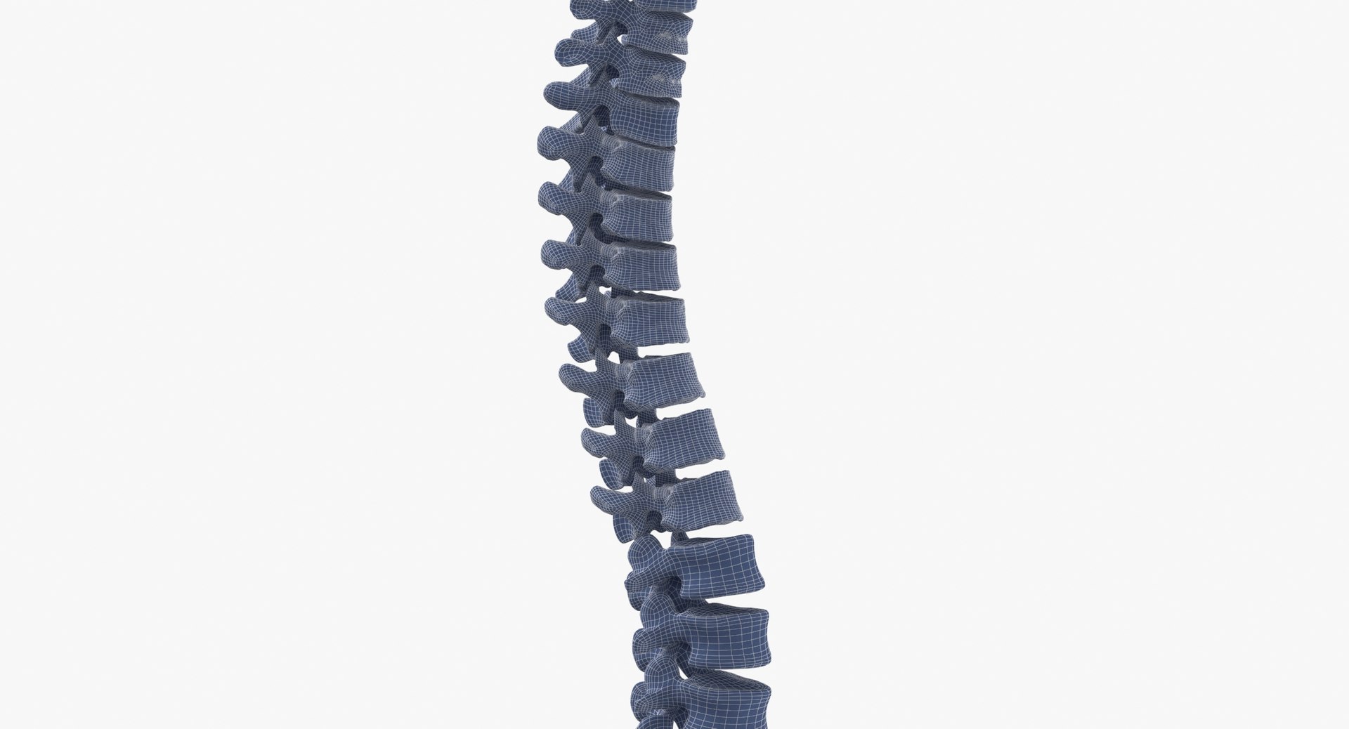 Real Human Spine Bones 3D - TurboSquid 1637727