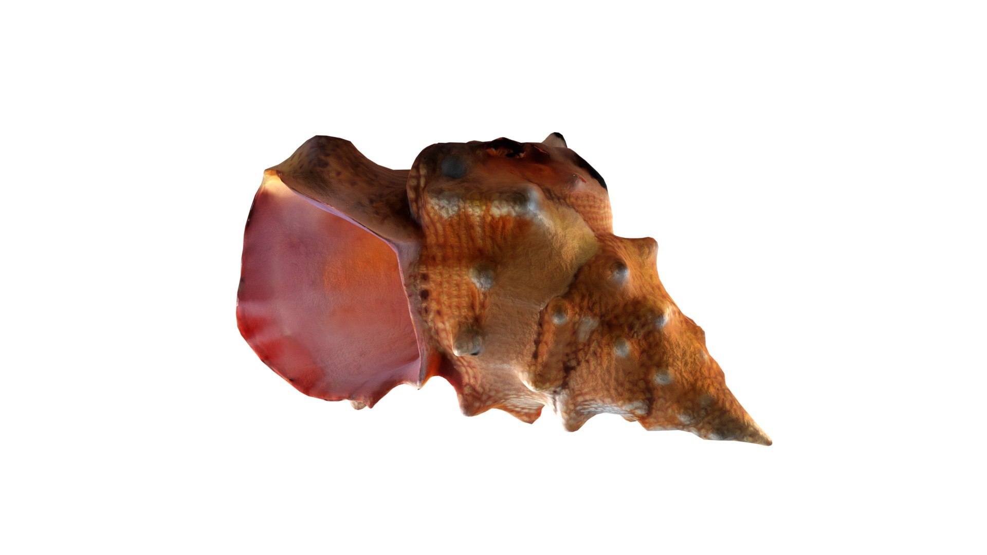 Conch Shell V2 3D - TurboSquid 2370727