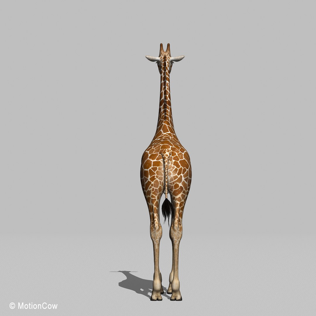 3d Realistic Rigged Animation