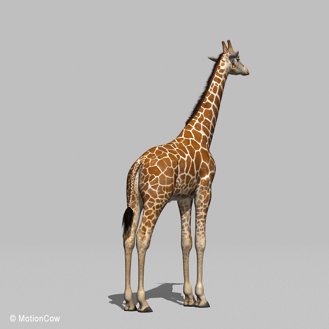 3d Realistic Rigged Animation
