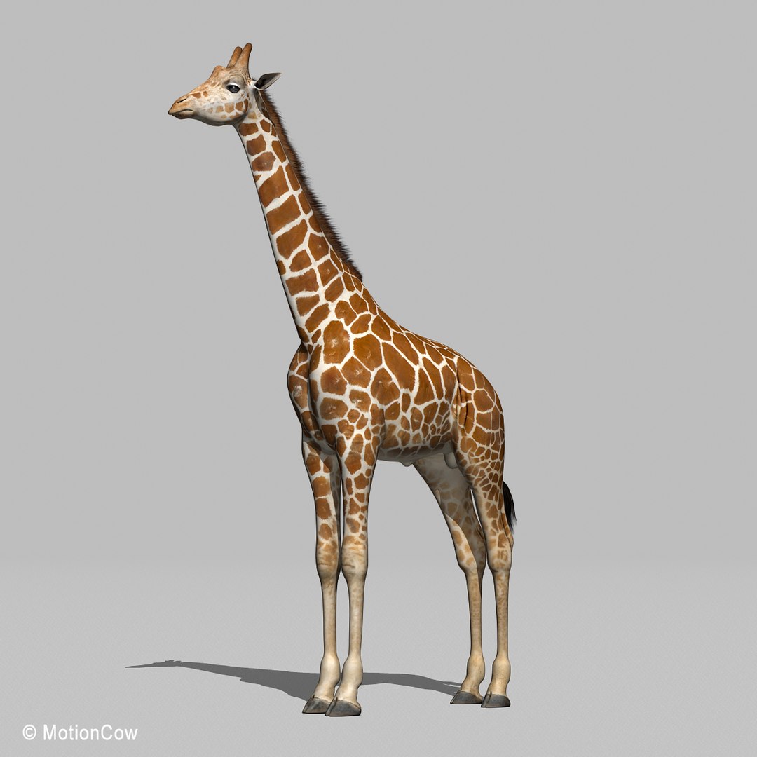 3d Realistic Rigged Animation