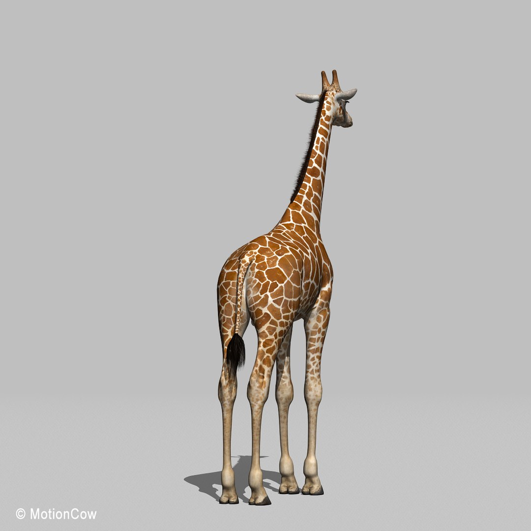 3d Realistic Rigged Animation