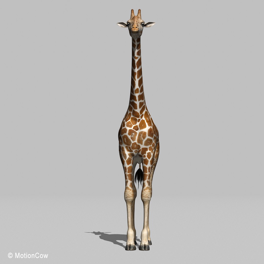 3d Realistic Rigged Animation