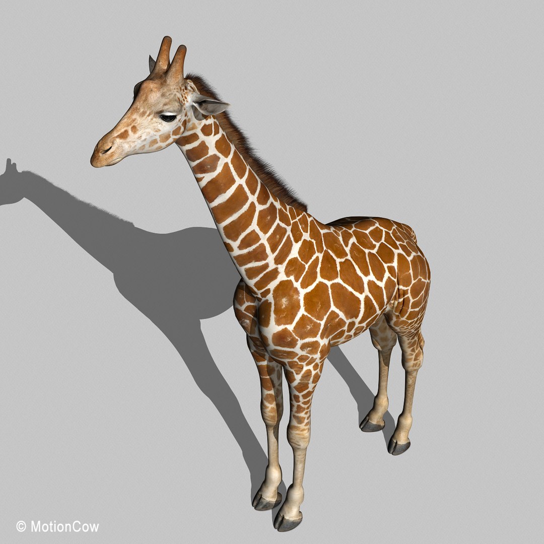 3d Realistic Rigged Animation