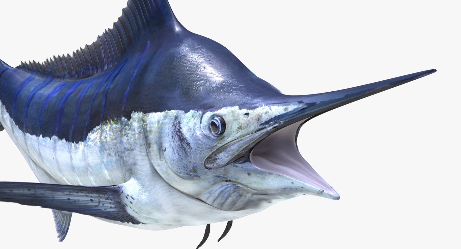 blue marlin pose 2 max https://p.turbosquid.com/ts-thumb/wI/fcqQM5/K7JQs4VQ/bluemarlinmb3dmodel11/jpg/1474312585/1920x1080/fit_q87/dc3137a63d284fa50e8da8c480fac18ca5913978/bluemarlinmb3dmodel11.jpg