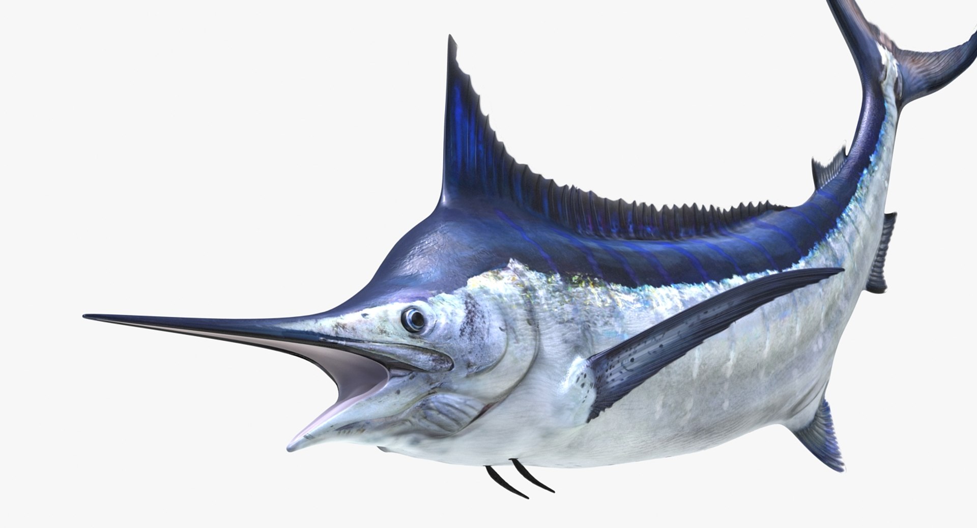 blue marlin pose 2 max https://p.turbosquid.com/ts-thumb/wI/fcqQM5/QKQiVnAx/bluemarlinmb3dmodel09/jpg/1474312585/1920x1080/fit_q87/5574cd49c30dbf0bca00eb85ff874fdb0225e95a/bluemarlinmb3dmodel09.jpg