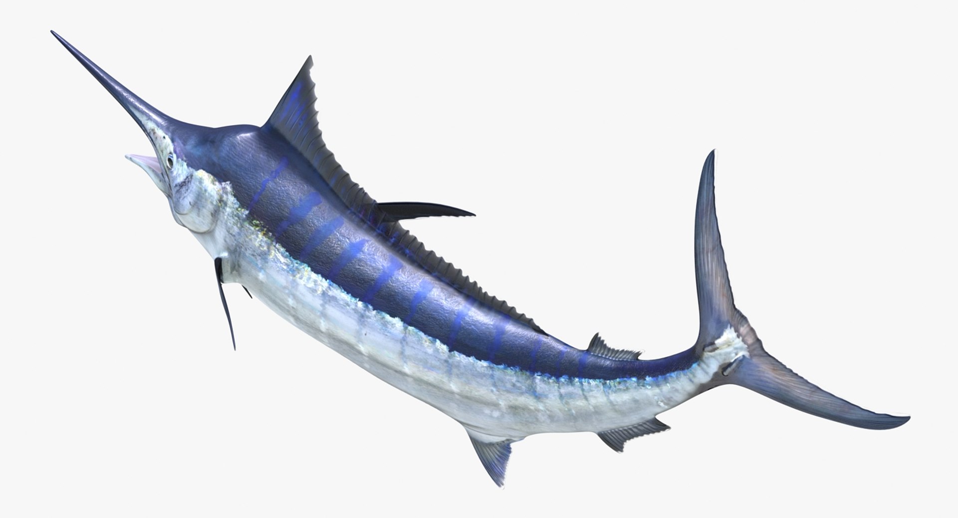 blue marlin pose 2 max https://p.turbosquid.com/ts-thumb/wI/fcqQM5/RanwFNx8/bluemarlinmb3dmodel06/jpg/1474312584/1920x1080/fit_q87/59a3caf6943182d7370d8a32c59b24da451be812/bluemarlinmb3dmodel06.jpg