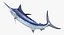 Blue Marlin Pose 2