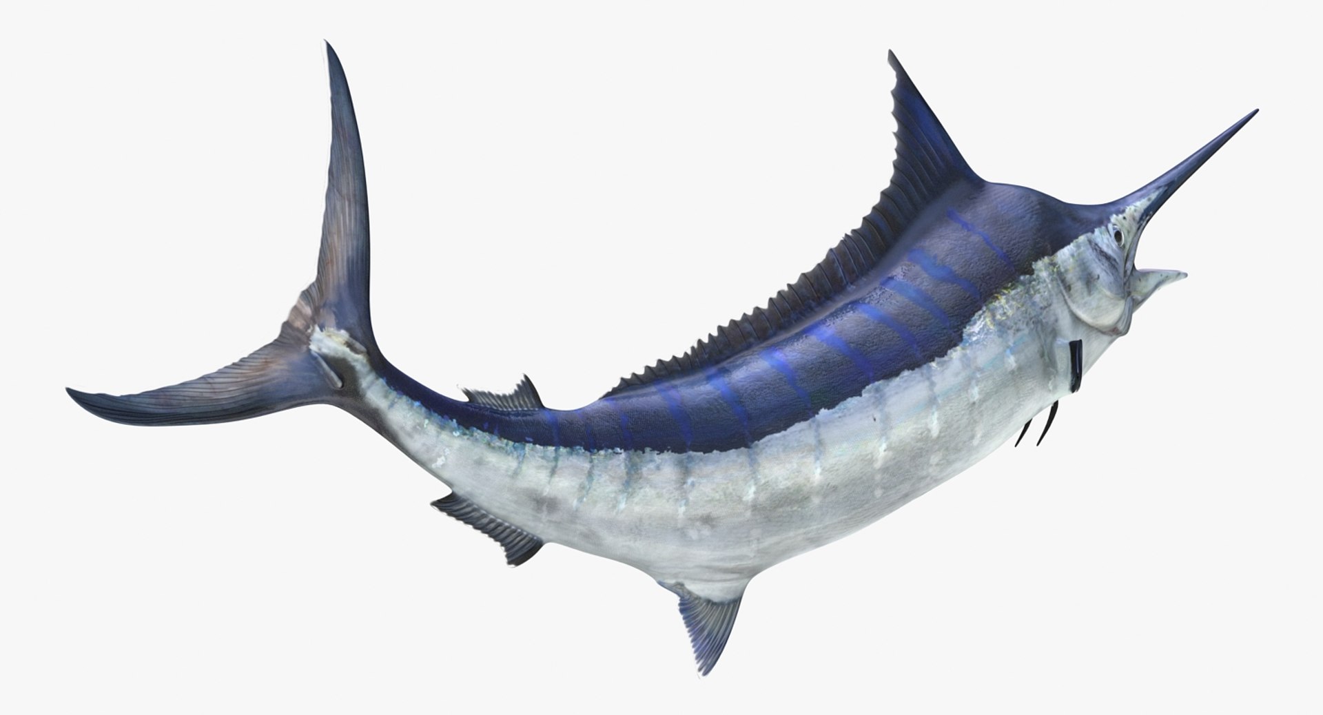 blue marlin pose 2 max https://p.turbosquid.com/ts-thumb/wI/fcqQM5/eJaOY90D/bluemarlinmb3dmodel08/jpg/1474312585/1920x1080/fit_q87/c6fcd7332afee48b661d9a2db83c7e3810744e81/bluemarlinmb3dmodel08.jpg