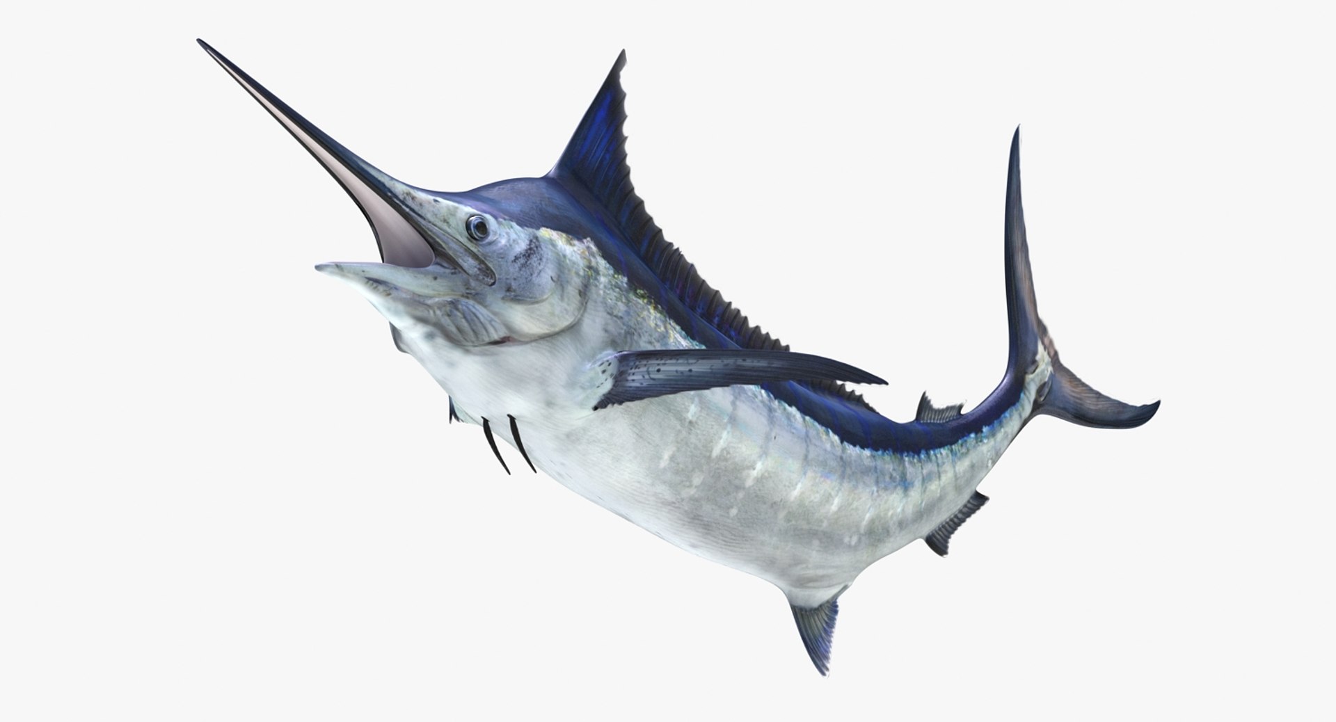 blue marlin pose 2 max https://p.turbosquid.com/ts-thumb/wI/fcqQM5/kfcmeJ9a/bluemarlinmb3dmodel07/jpg/1474312584/1920x1080/fit_q87/8e64399004afe3bd76dbd51f5a29c0c4691f601f/bluemarlinmb3dmodel07.jpg