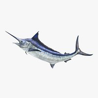 Blue Marlin Pose 2