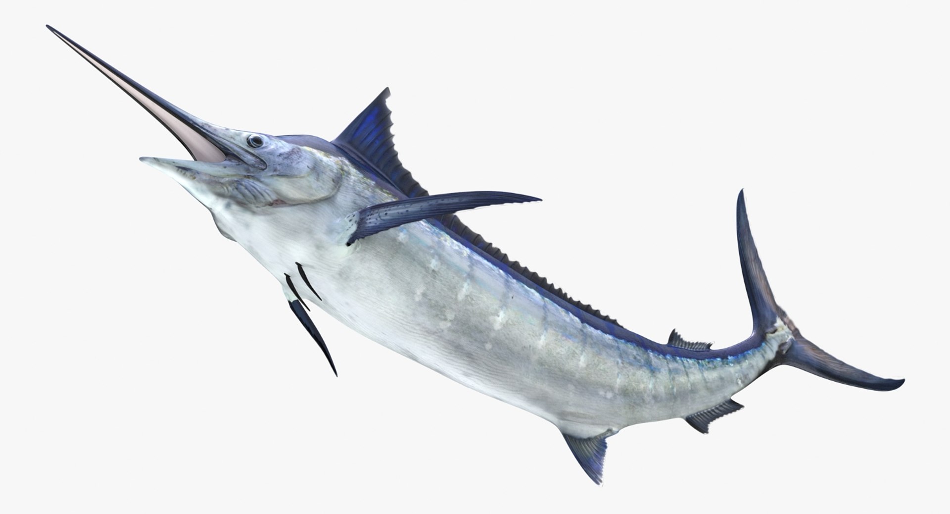 blue marlin pose 2 max https://p.turbosquid.com/ts-thumb/wI/fcqQM5/sSI1UWDz/bluemarlinmb3dmodel04/jpg/1474312584/1920x1080/fit_q87/bebd9d140a83be187ff75e3b16694cbfc3492b35/bluemarlinmb3dmodel04.jpg