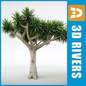 Dracaena draco by 3DRivers
