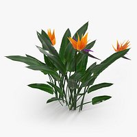 Strelitzia Reginae Tropical Plant