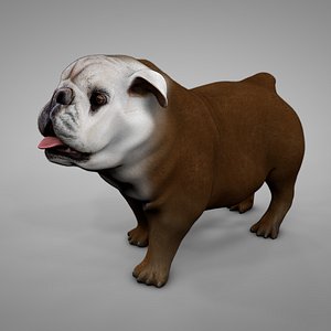 British Bulldog brown with white spots L249