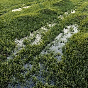 Grass with water
