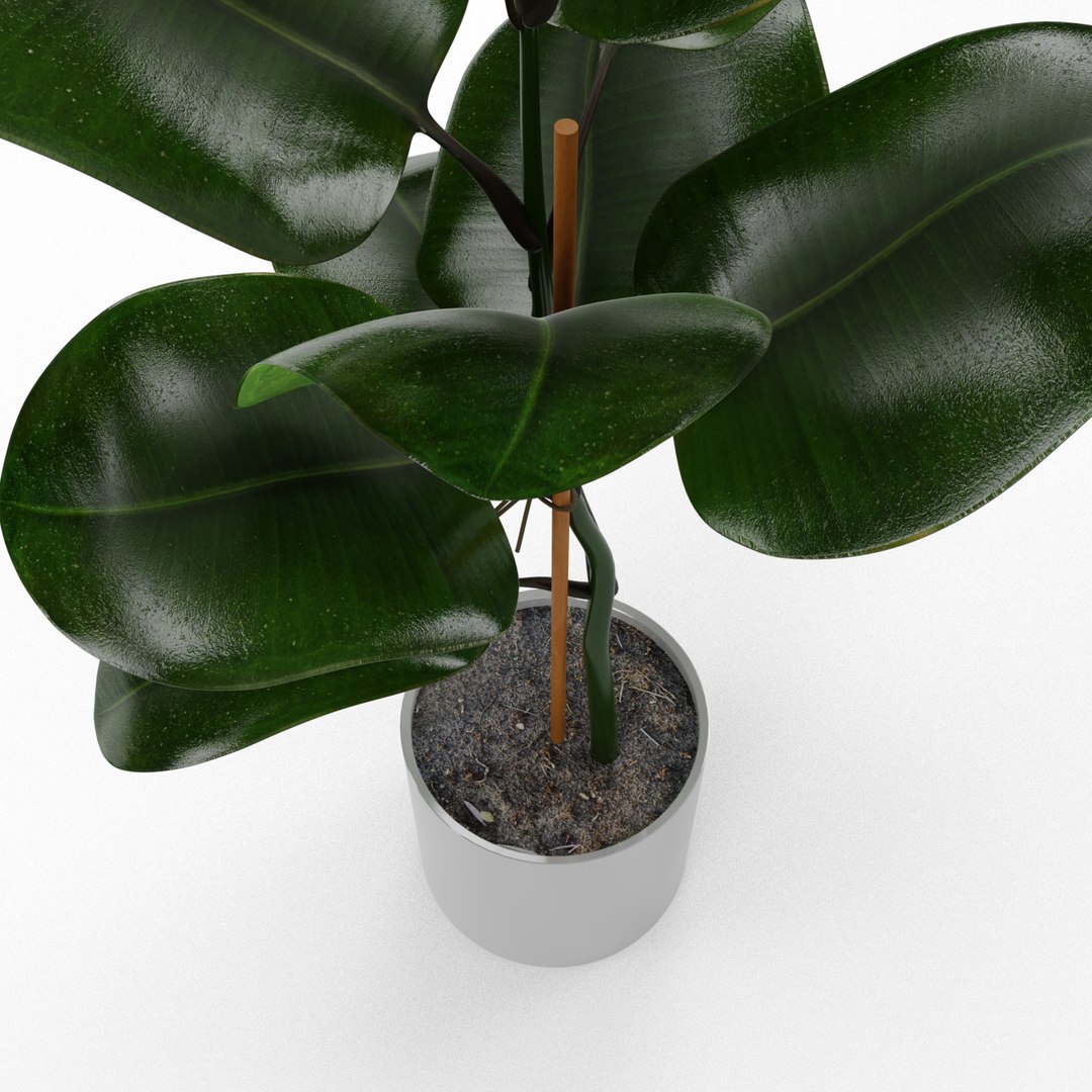 3D Model Ficus Elastica - TurboSquid 1655101