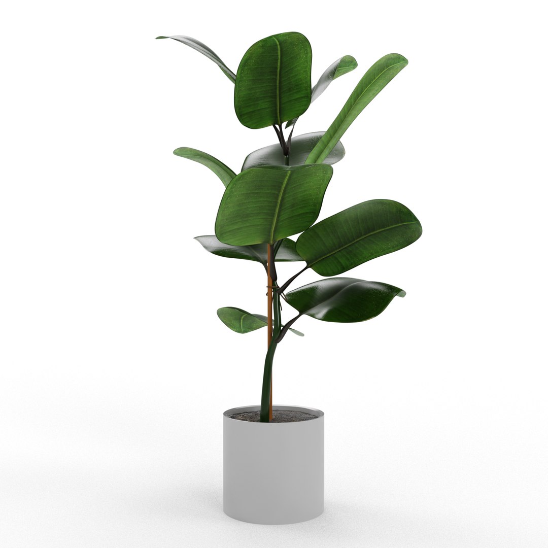 3D Model Ficus Elastica - TurboSquid 1655101