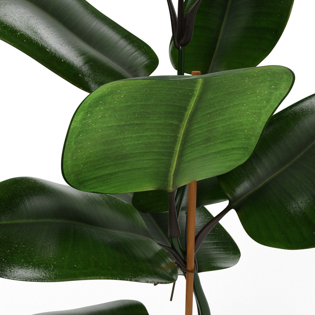 3D Model Ficus Elastica - TurboSquid 1655101