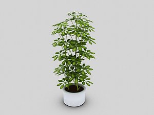 Potted Schefflera Plant