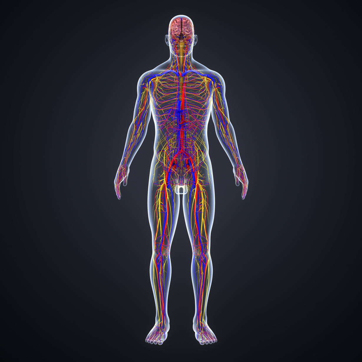 Brain arteries veins nerves 3D - TurboSquid 1221097