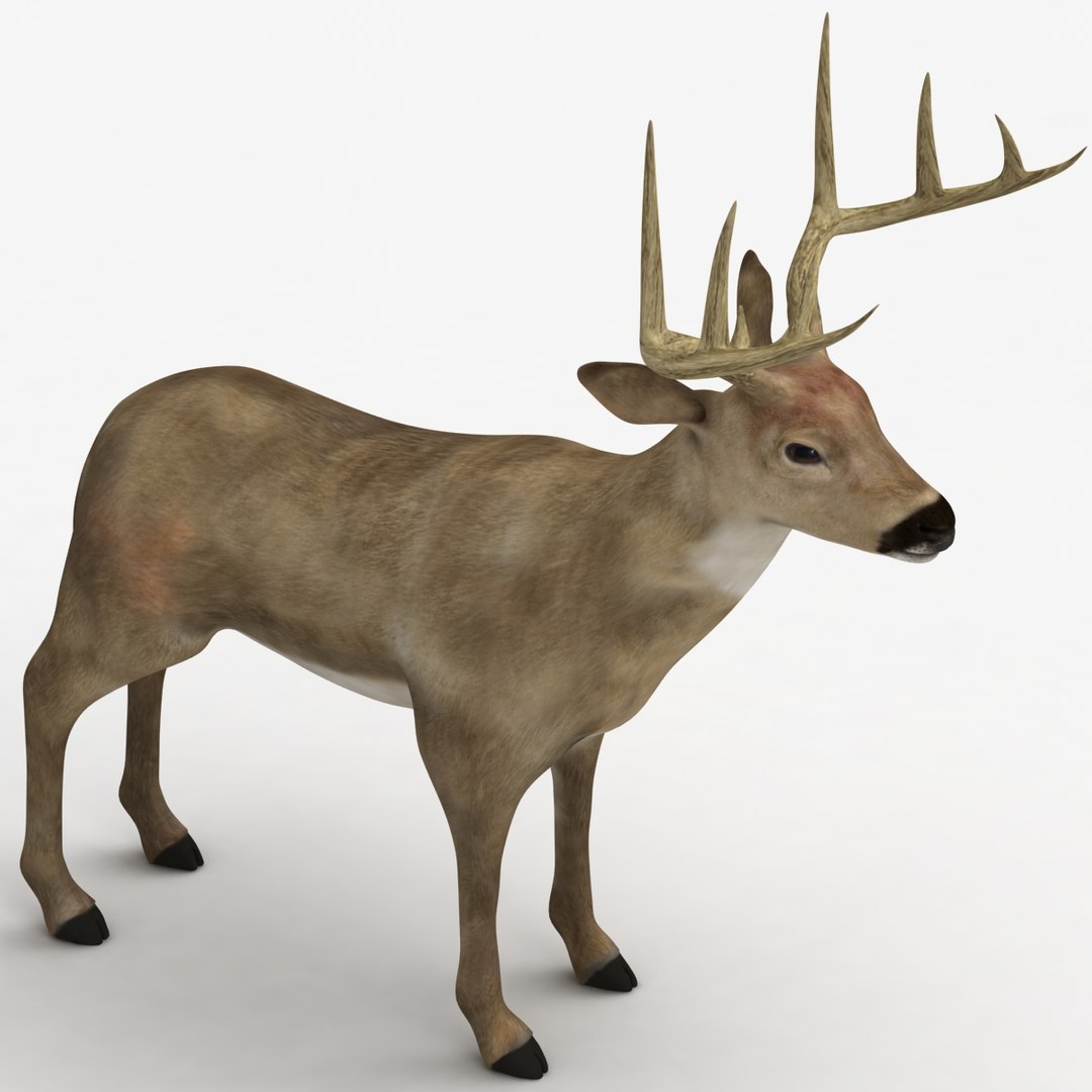 dugm02 deer max https://p.turbosquid.com/ts-thumb/wJ/LeJidq/0S9qU4nA/deer_010001/jpg/1372712320/1920x1080/fit_q87/9b06dd042db3769f20d65903a48bade6ca3da0a5/deer_010001.jpg