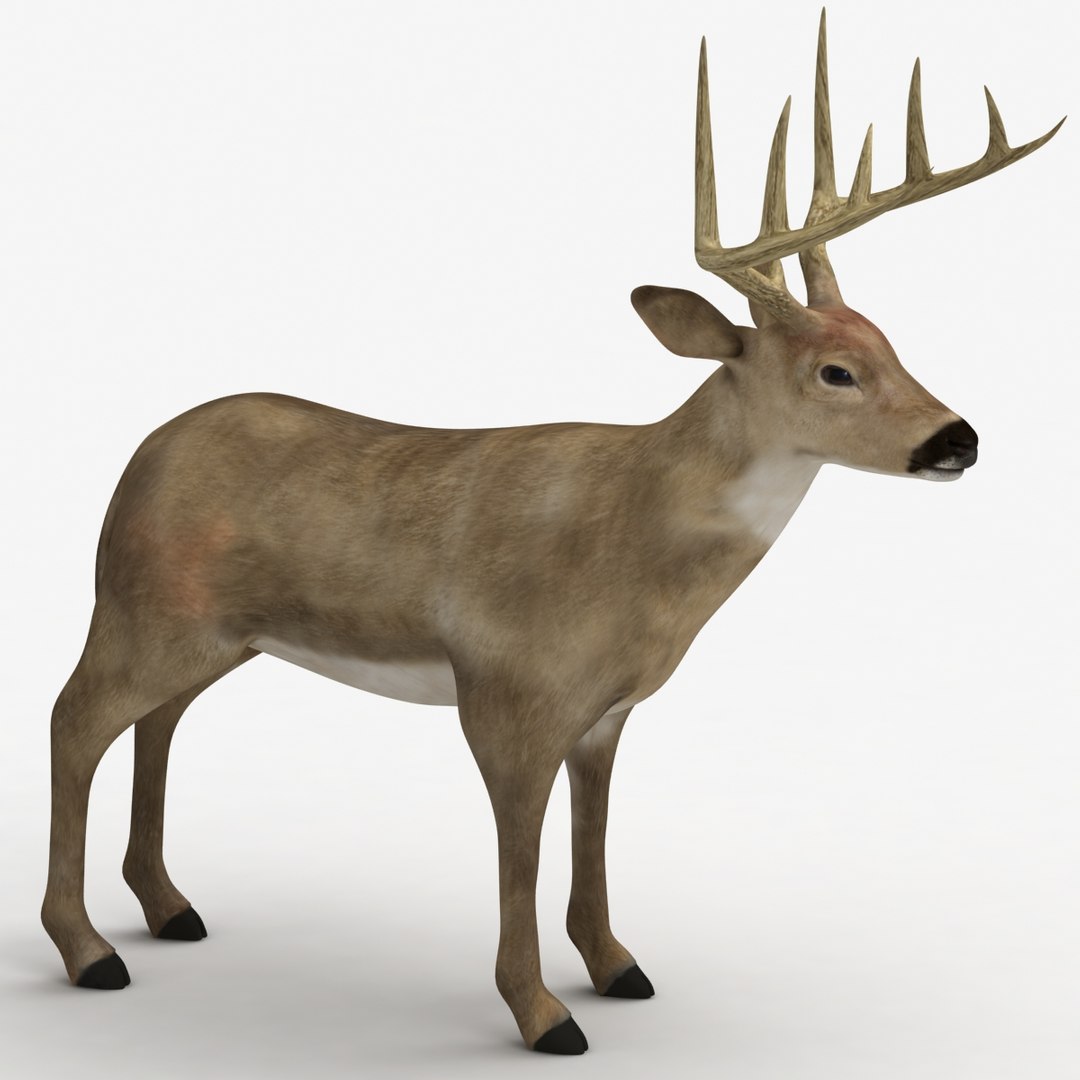 dugm02 deer max https://p.turbosquid.com/ts-thumb/wJ/LeJidq/91szik3x/deer_010000/jpg/1372712320/1920x1080/fit_q87/a06c01483b44344497facdc4a09276572e4b401b/deer_010000.jpg