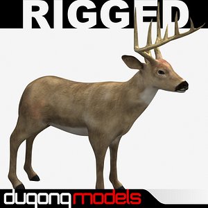 Deer