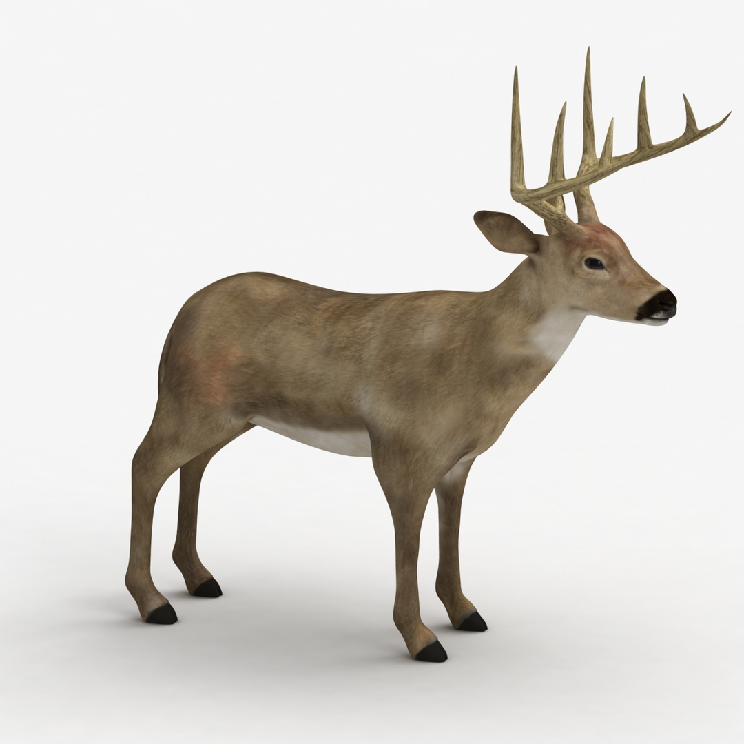 dugm02 deer max https://p.turbosquid.com/ts-thumb/wJ/LeJidq/RJCvSqJP/0000/jpg/1372712630/1920x1080/turn_fit_q99/919c075c31e844fafda38dc3d287bb3adb856a5b/0000-1.jpg