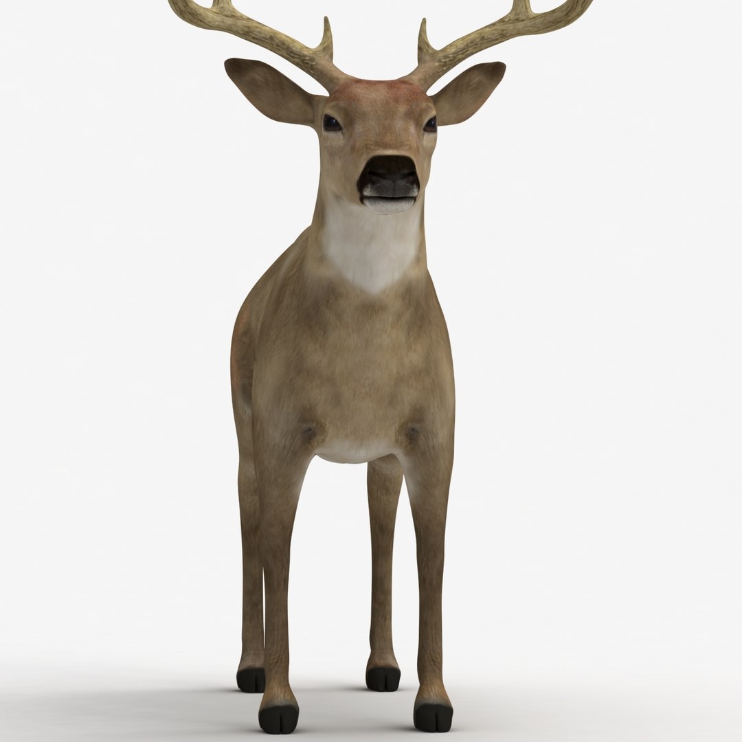 dugm02 deer max https://p.turbosquid.com/ts-thumb/wJ/LeJidq/nTiu3Hvq/deer_010005/jpg/1372712320/1920x1080/fit_q87/0c2c121d5dd00f578db766fc1129bb34dcb20407/deer_010005.jpg