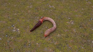 3D model Earthworm