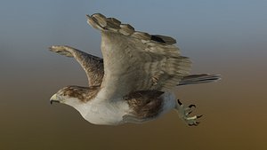 Long-legged buzzard 3D model