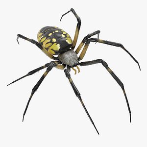 Argiope Aurantia Spider Rigged with Fur